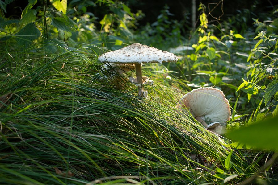 Scopri di più sull'articolo La raccolta funghi in sicurezza